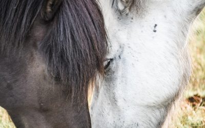 레이캬비크 꿈의 숙소: 가격대별 완벽 가이드 (2025년)