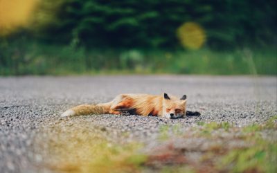 잠만 잘 자도 살 빠지는 수면 루틴 공개