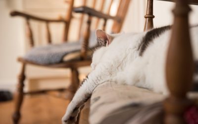 내장지방 감량, 왜 중요할까요? 건강한 삶의 시작