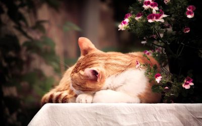 숙면을 위한 완벽한 저녁 루틴: 불면증 극복 가이드