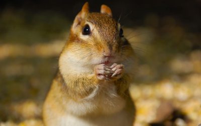 3주 뱃살 감량, 직장인을 위한 현실 다이어트 가이드