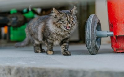 하루 10분 복근 루틴: 코어 근육 강화 운동 5가지