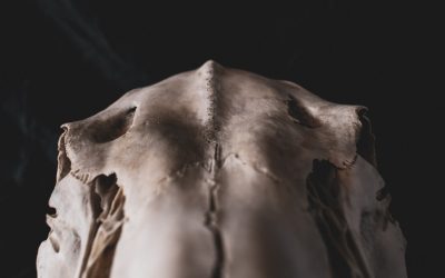 복근은 한 덩어리가 아니다? 복직근, 복횡근, 외복사근, 내복사근 완전 정리