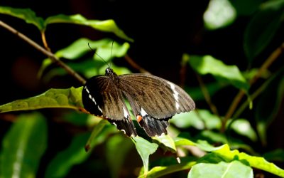 복횡근: 허리 통증 예방과 체형 교정의 핵심 열쇠