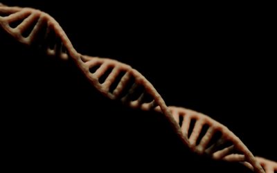 식스팩, 유전일까 노력일까? 복부 지방과 유전의 진실