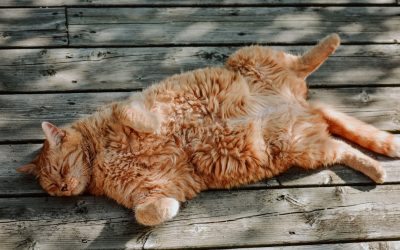 TV 보며 뱃살 잡기: 10분 의자 드로우인 루틴