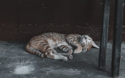 숙면의 비밀: 밤마다 꿀잠 자는 과학적 방법