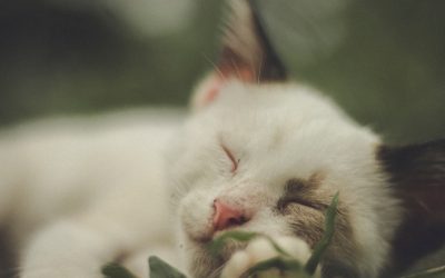 잠 못 드는 밤 끝! 숙면 비법으로 삶의 질 높이기