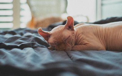 밤새 뒤척이지 않는 숙면의 비밀: 당신의 삶을 바꾸는 수면 가이드