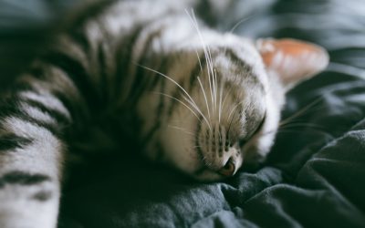 숙면의 비밀: 당신의 삶을 180도 바꿀 수면 혁명 가이드