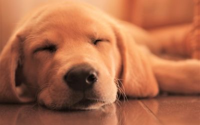 수면을 2배 효율로 만드는 황금 루틴: 2025년 최신 수면 과학과 트렌드