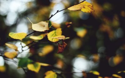 한 달만에 집중력 2배 올리는 방법: 2025년 최신 가이드 🚀