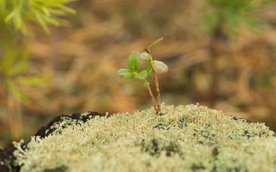 유튜브 구독자 및 조회수, 2025년 최신 전략으로 폭발 성장!