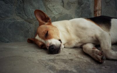 과학이 밝혀낸 꿀잠의 비밀: 2025년 최신 숙면 가이드 😴