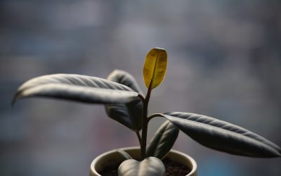 2025년 성공적인 유튜브 채널 운영 전략: 변화에 올라타세요!