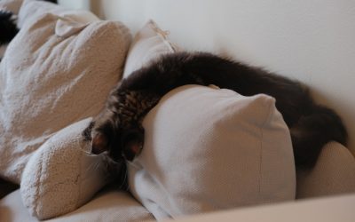 수면을 2배 효율로 만드는 황금 루틴: 2025 최신 가이드