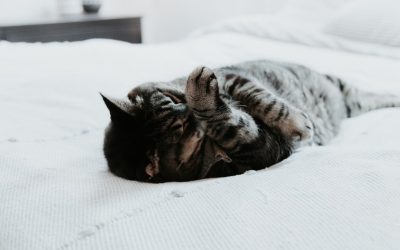 수면을 2배 효율로 만드는 황금 루틴: 2025년 최신 수면 과학 가이드