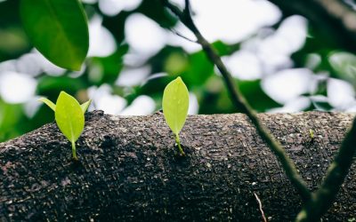 2025년, SNS·유튜브·블로그 성장 전략: 디지털 세상에서 나만의 빛을 발하는 법 ✨