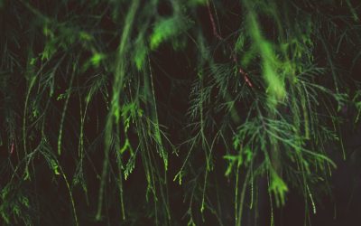 블로그 글 하나로 지속적인 패시브 인컴 만들기: 2026년 최신 전략 🚀